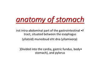 anatomy of stomach
F
•
irst intra-abdominal part of the gastrointestinal
tract, situated between the esophagus
eht dna )yllamixorp(
munedoud
)yllatsid(
•
Divided into the cardia, gastric fundus, body
(
stomach(, and pylorus
 