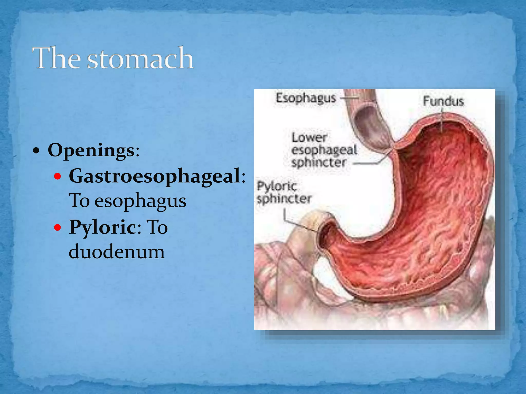 Anatomy of stomach | PPTX