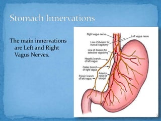Anatomy of stomach | PPTX
