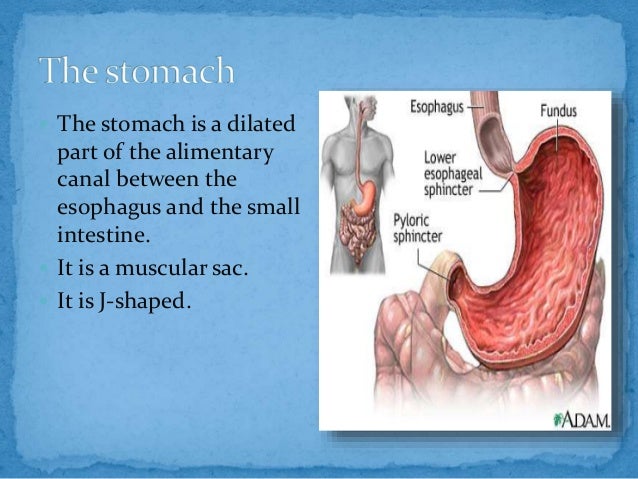 Anatomy Of Stomach