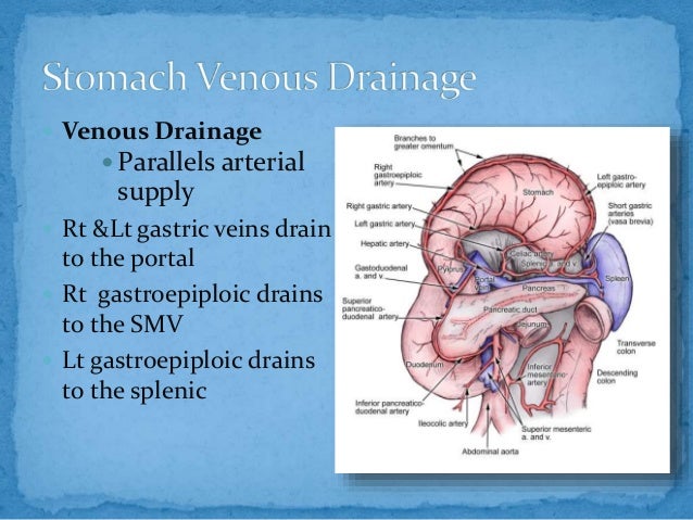 Anatomy of stomach
