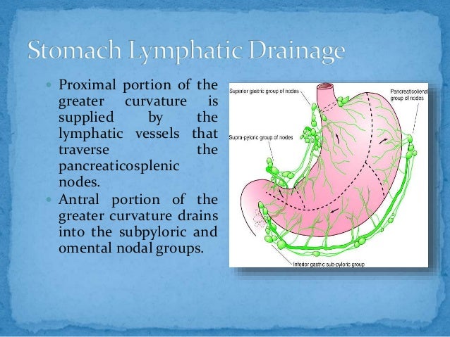 Anatomy of stomach