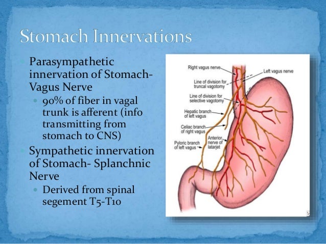 Anatomy of stomach