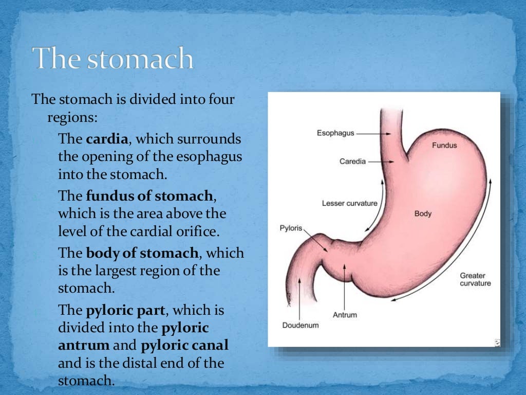 Anatomy of stomach