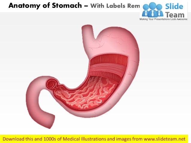 Anatomy of stomach medical images for power point