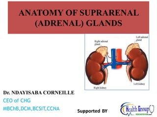 ANATOMY OF SUPRARENAL
(ADRENAL) GLANDS
Dr. NDAYISABA CORNEILLE
CEO of CHG
MBChB,DCM,BCSIT,CCNA Supported BY
 