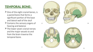 Lower Temporal ANATOMY OF TEMPORAL BONE AND CLINICAL IMPORTANCE.pptx