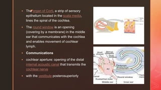 Movement Cochlear Anatomy of temporal bone final | PPTX