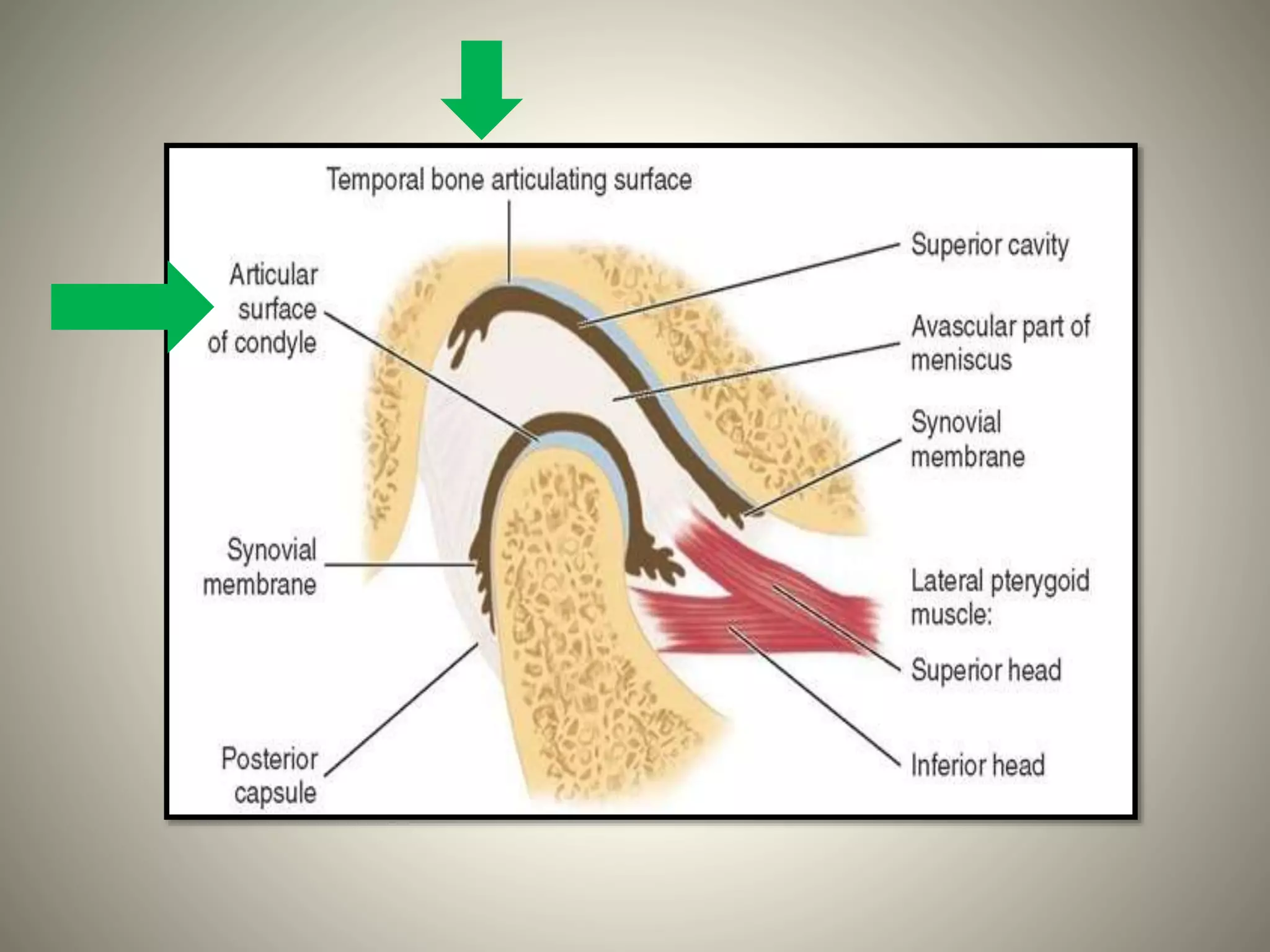 Tm Ray Anatomy of temporomandibular joint | PPTX