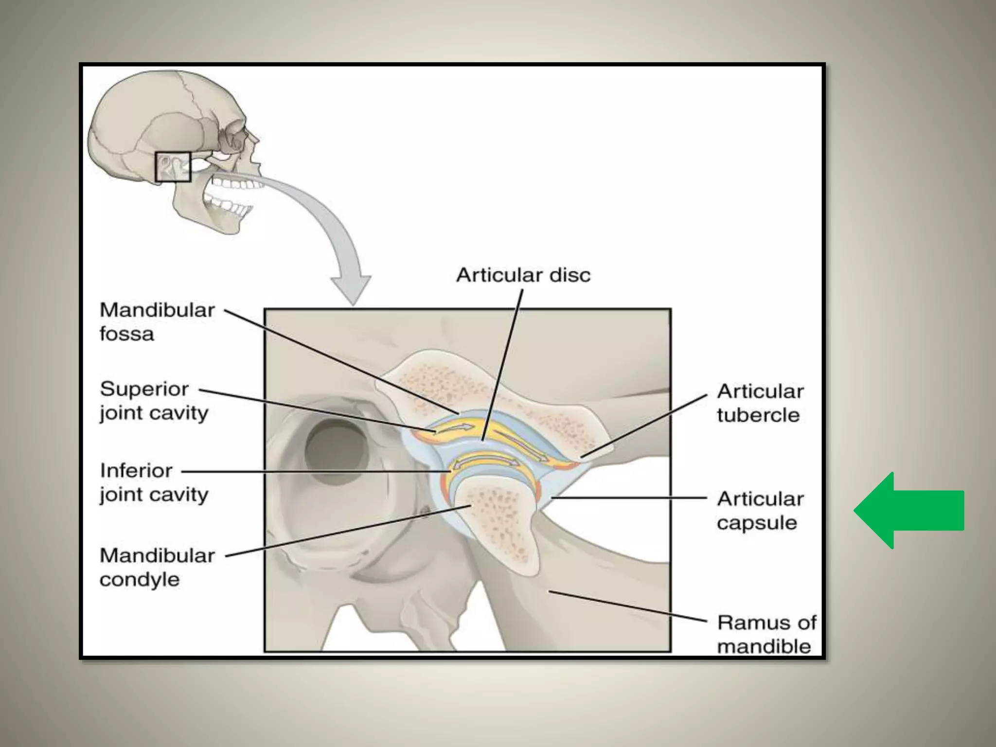 Tmj Relations Temporomandibular Joint Anatomy Ppt