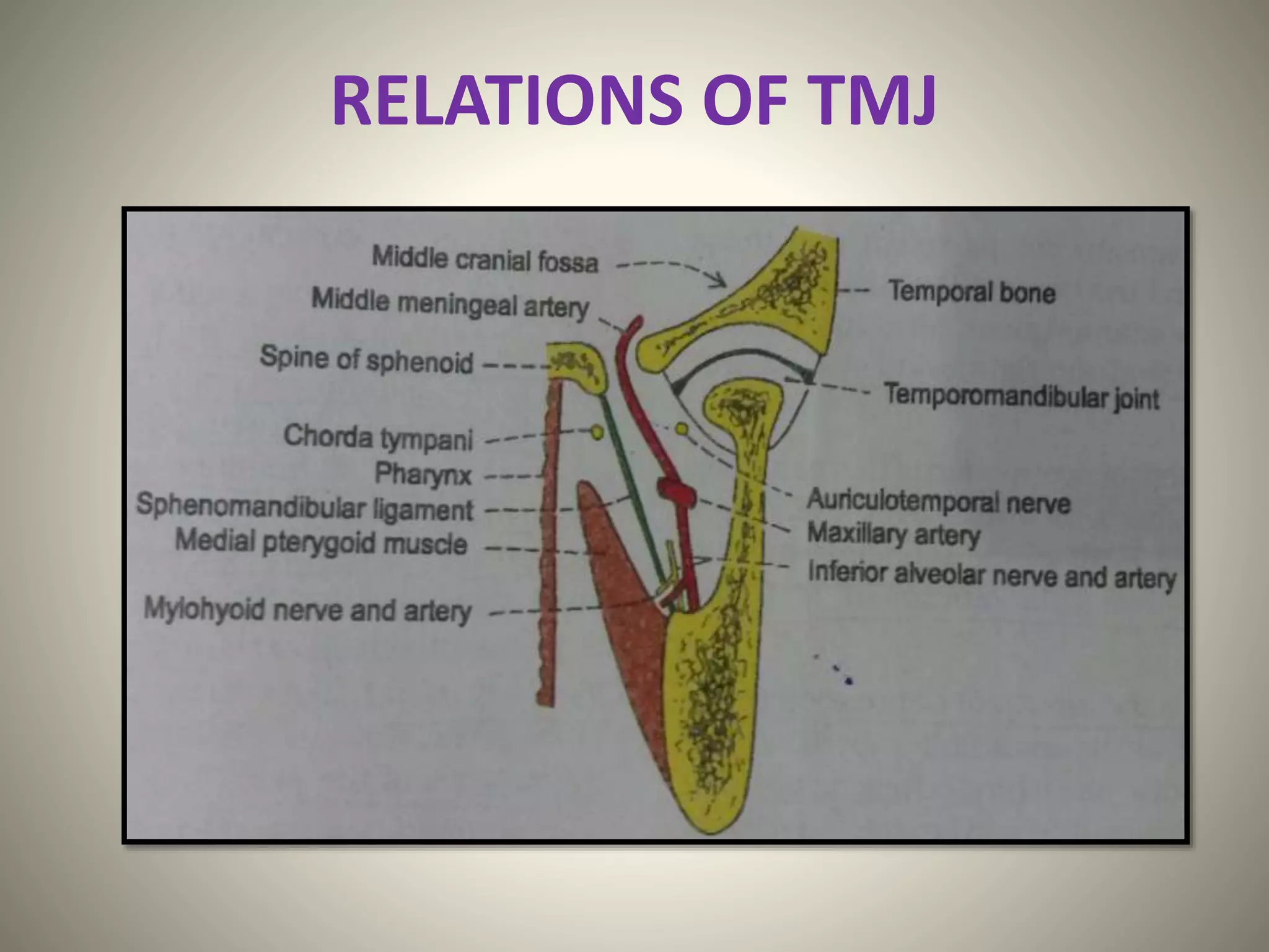 Tm Ray Anatomy of temporomandibular joint | PPTX