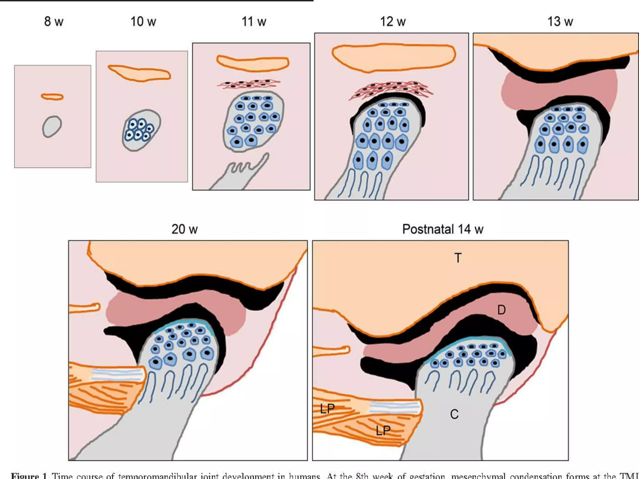 Tmj Relations Anatomy of temporomandibular joint(tmj) | PPTX
