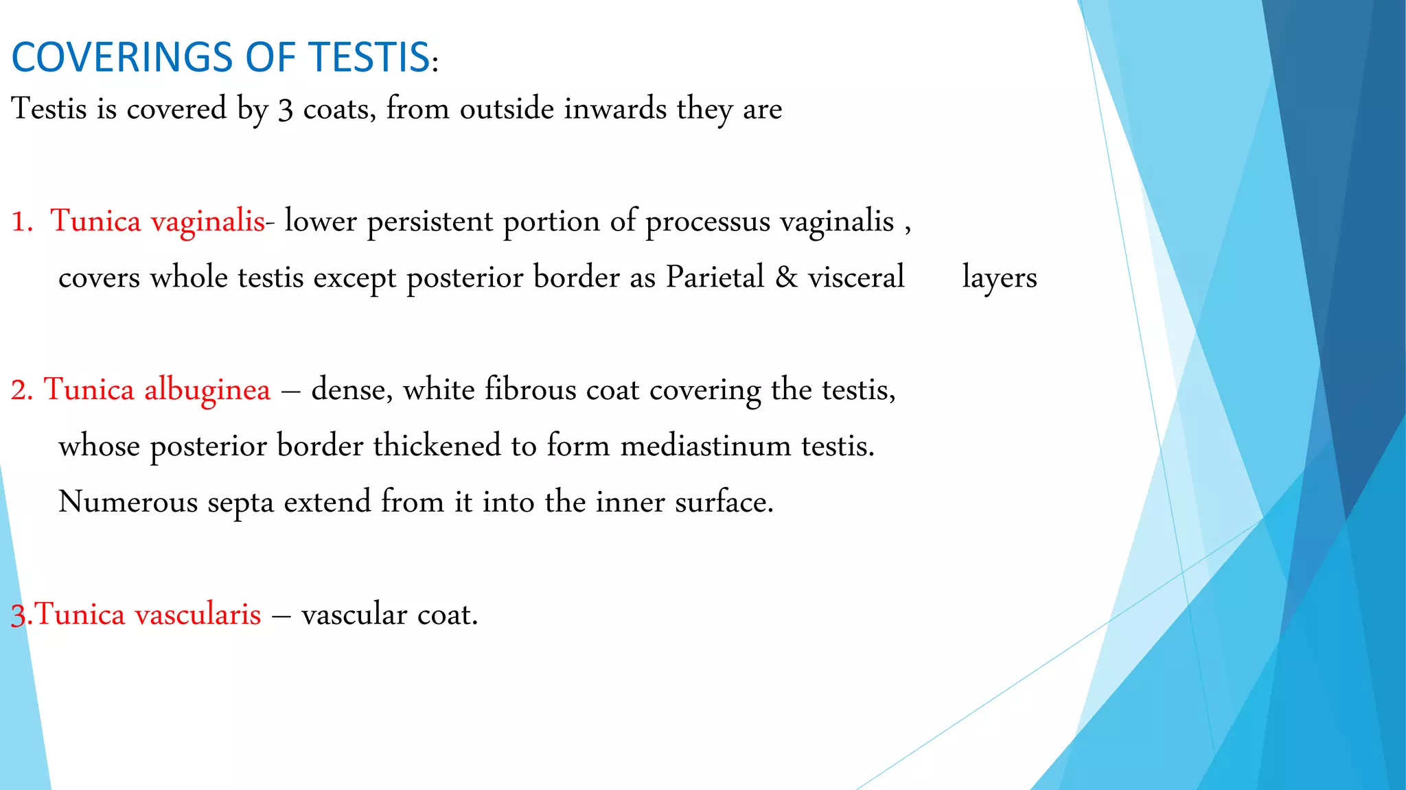 Anatomy of testis | PPT