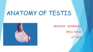 ANATOMY OF TESTIS
SRAVANI KOMMURU
ROLL NO.67,
9TH SEM.
 