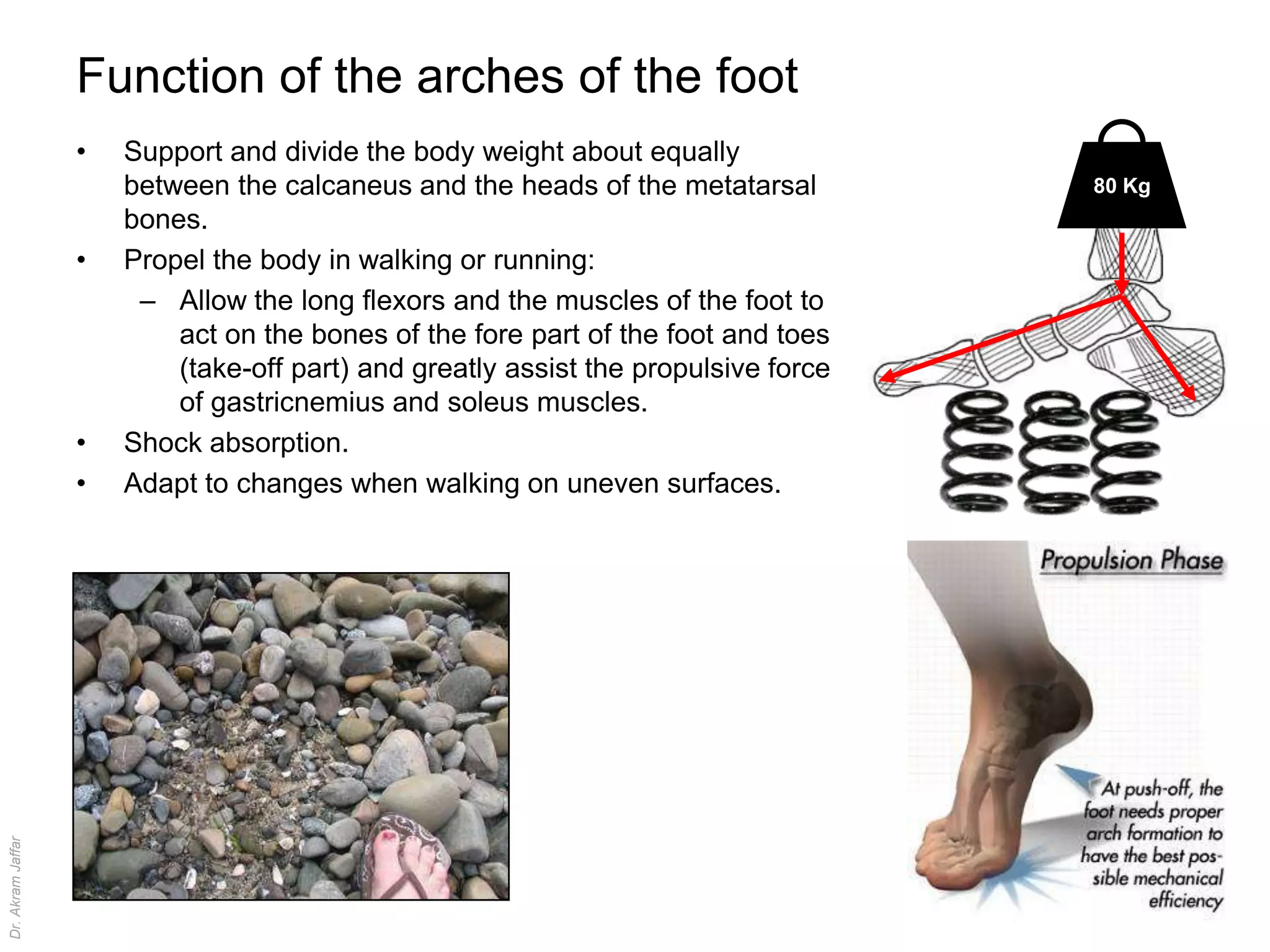 Fore Toe Anatomy of the ankle and joints of foot | PPTX