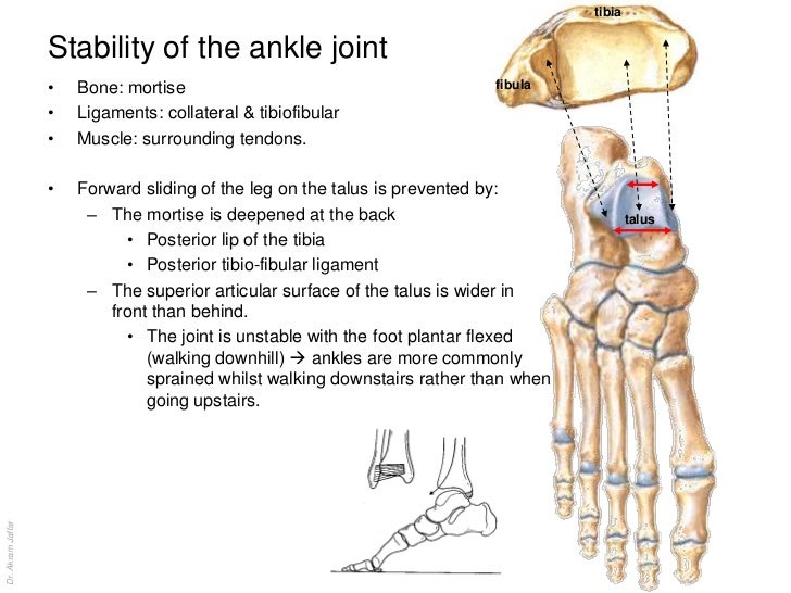 Anatomy of the ankle and joints of foot