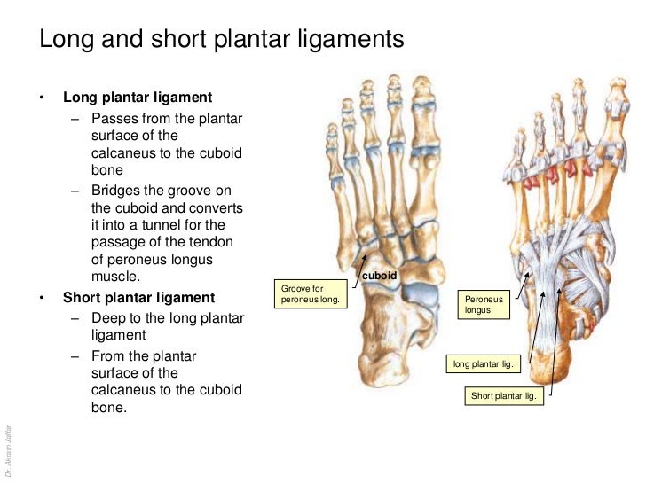 Anatomy of the ankle and joints of foot