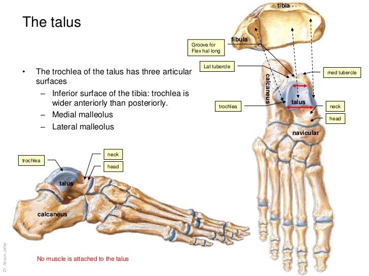 Anatomy of the ankle and joints of foot