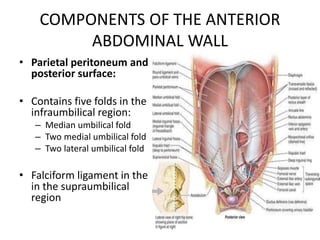 Anatomy of the anterior abdominal wall and incisions | PPTX