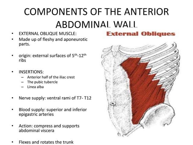 Anatomy Of The Anterior Abdominal Wall And Incisions