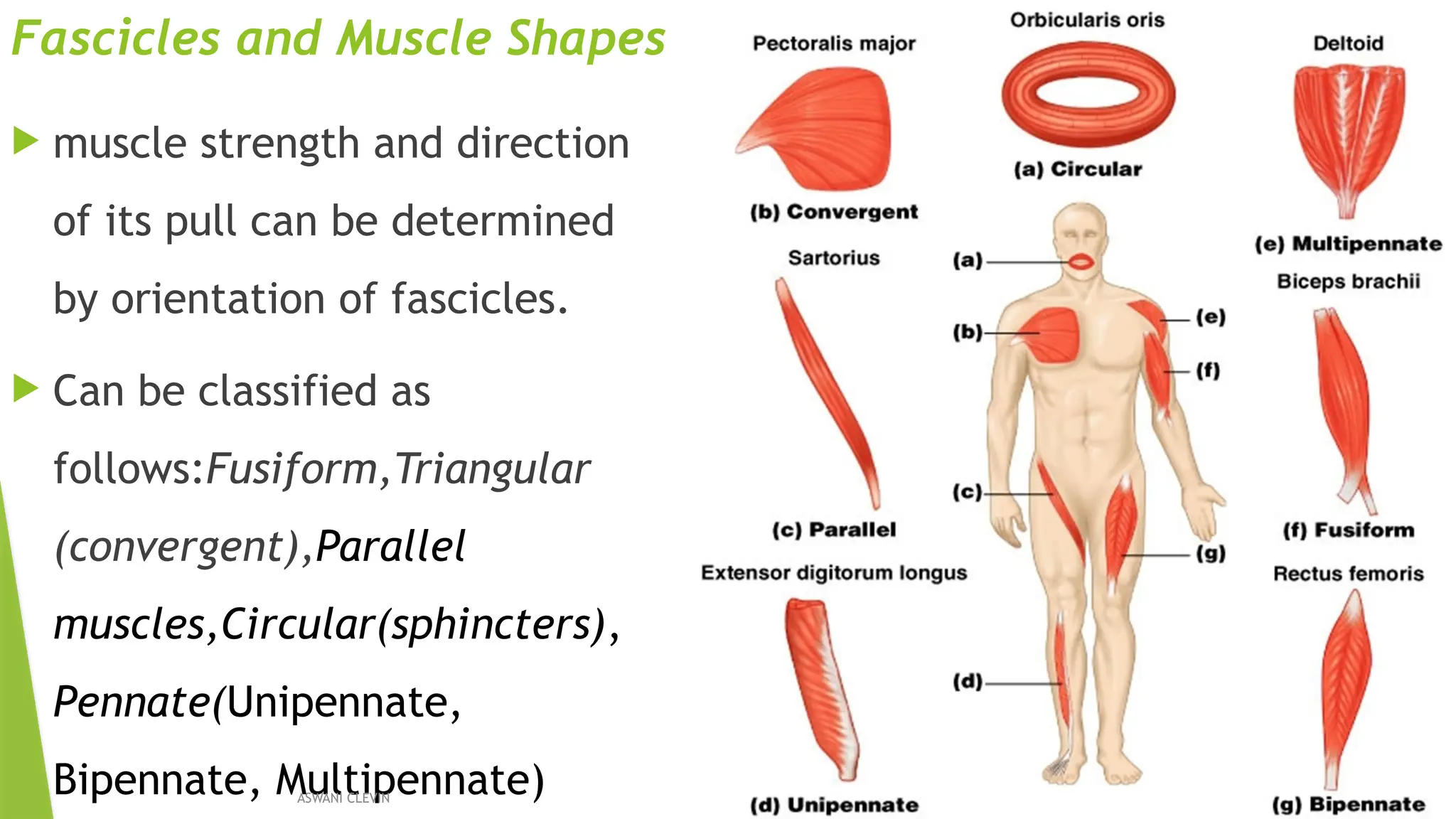 Triangular Parallel Muscle anatomy of the Anterior compartment of the thigh | PPTX