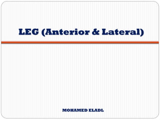 LEG (Anterior & Lateral)
MOHAMED ELADL
 