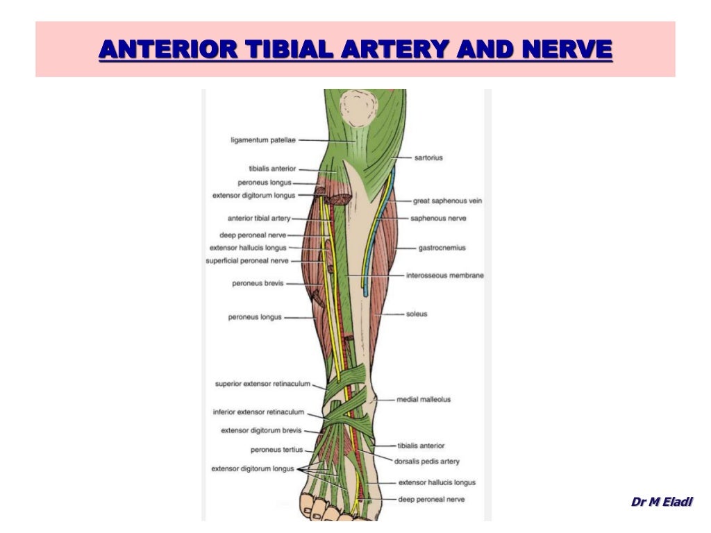 Anatomy of the anterior & lateral compartments of the leg