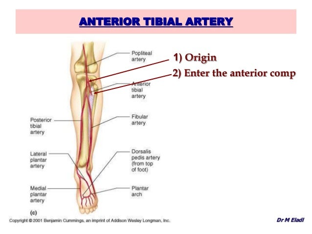 Anatomy of the anterior & lateral compartments of the leg