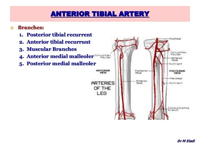 anterior posterior compartments of leg
