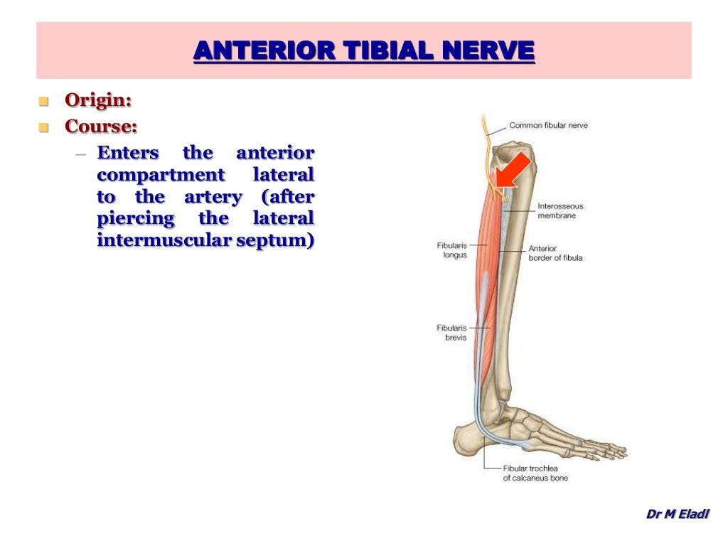 Anatomy of the anterior & lateral compartments of the leg