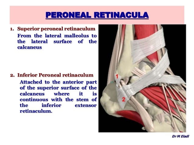 Anatomy of the anterior & lateral compartments of the leg