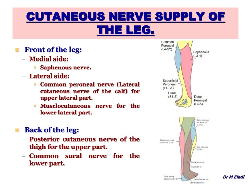 Anatomy of the anterior & lateral compartments of the leg