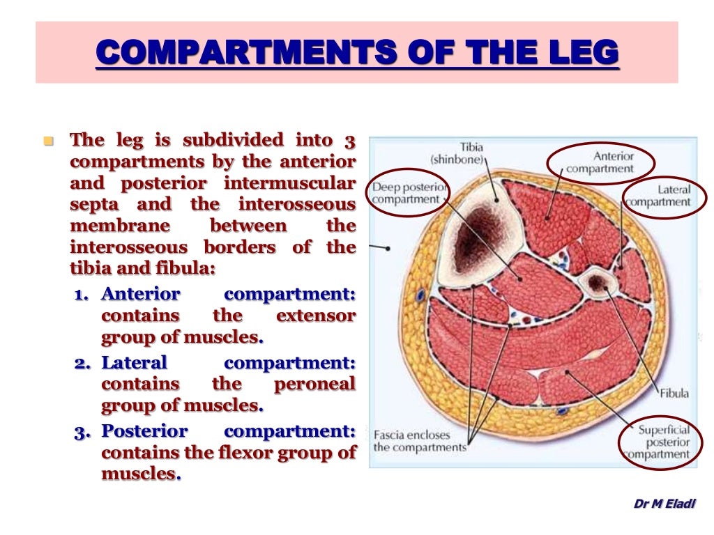 Anatomy of the anterior & lateral compartments of the leg