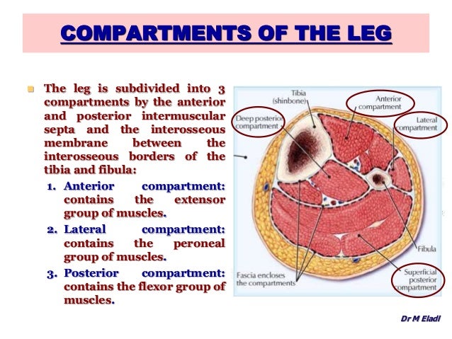 picture of compartments of leg