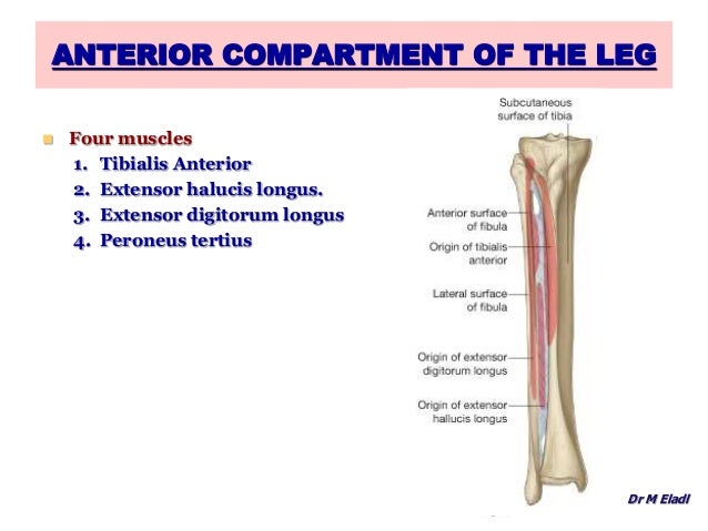 anatomy of the anterior lateral compartments of the leg