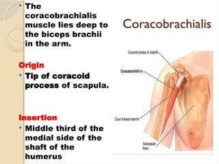 GROSS_ANATOMY_OF_THE_HUMAN_ARM[1] (2).pptx