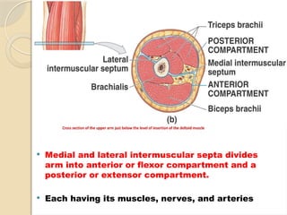 GROSS_ANATOMY_OF_THE_HUMAN_ARM[1] (2).pptx