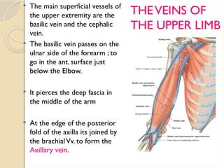 GROSS_ANATOMY_OF_THE_HUMAN_ARM[1] (2).pptx