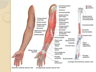 GROSS_ANATOMY_OF_THE_HUMAN_ARM[1] (2).pptx