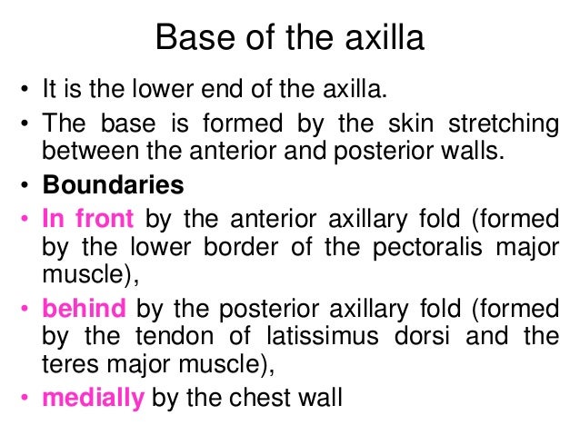 Anatomy Of The Axilla