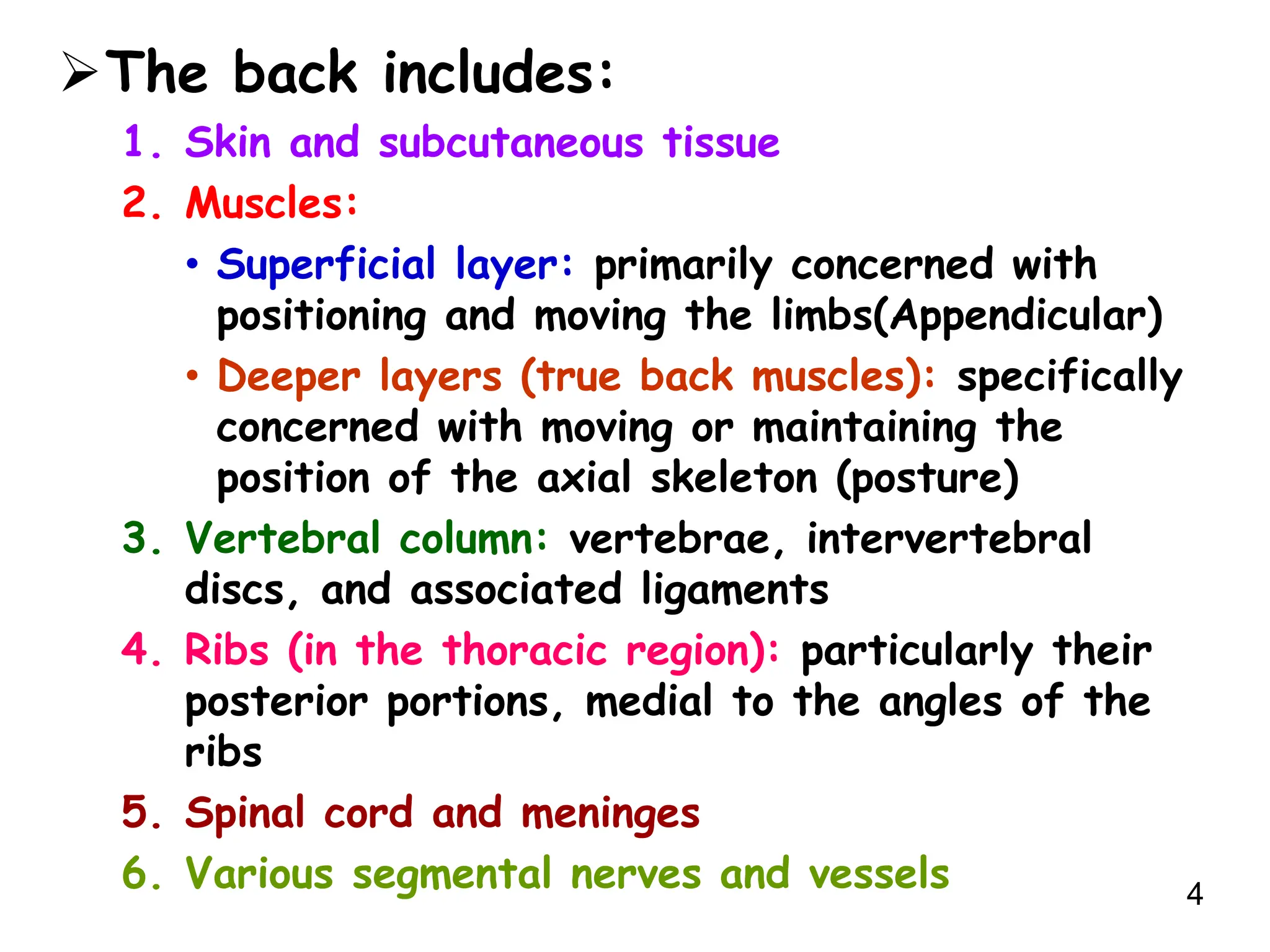 Anatomy of the Back.ppt