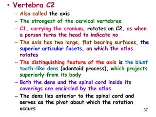 Anatomy of the Back.ppt
