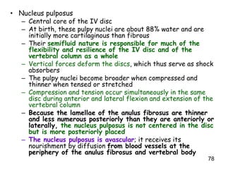 Pulpus Anatomy of the Back.ppt
