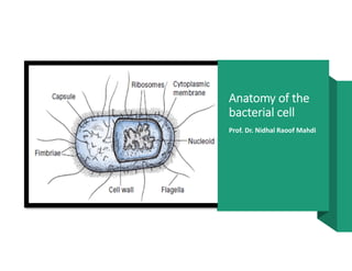Anatomy of the 
bacterial cell
Prof. Dr. Nidhal Raoof Mahdi
 