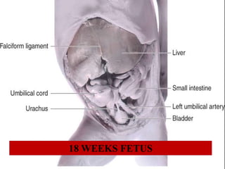 18 WEEKS FETUS
 