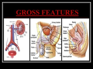 GROSS FEATURES
 