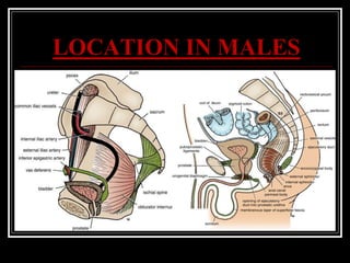 LOCATION IN MALES
 