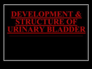 DEVELOPMENT &
STRUCTURE OF
URINARY BLADDER
 