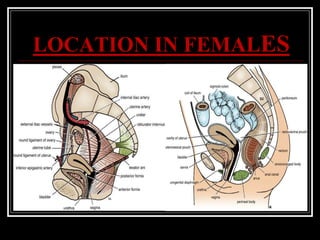 LOCATION IN FEMALES
 