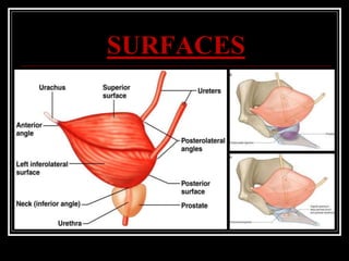 SURFACES
 